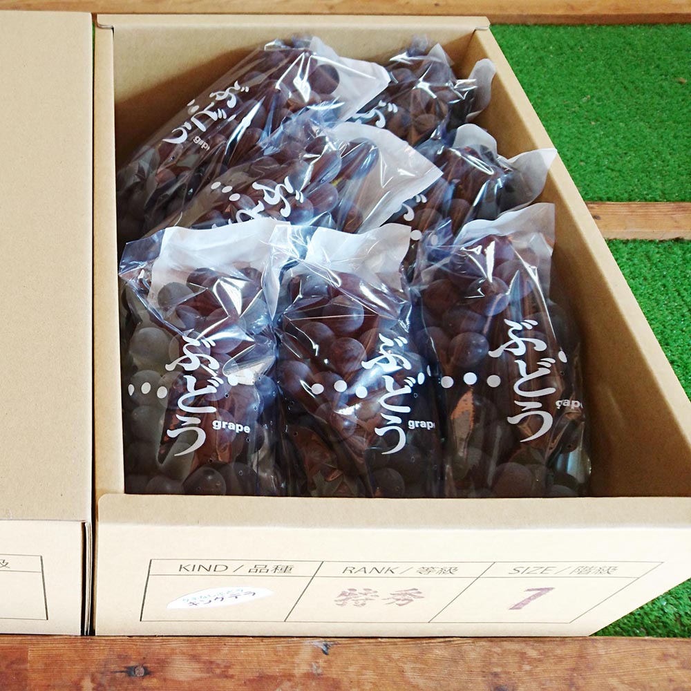 キング 1.8kg|漆黒に宿る濃厚な蜜。種なしぶどう - 画像 (3)